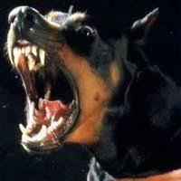 Snarling Rottweiler