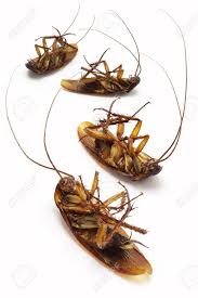 Dad cockroaches