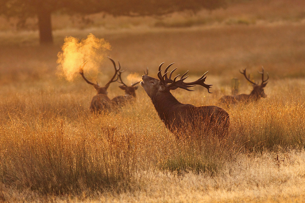 Red deer in Richmond Park, London. 