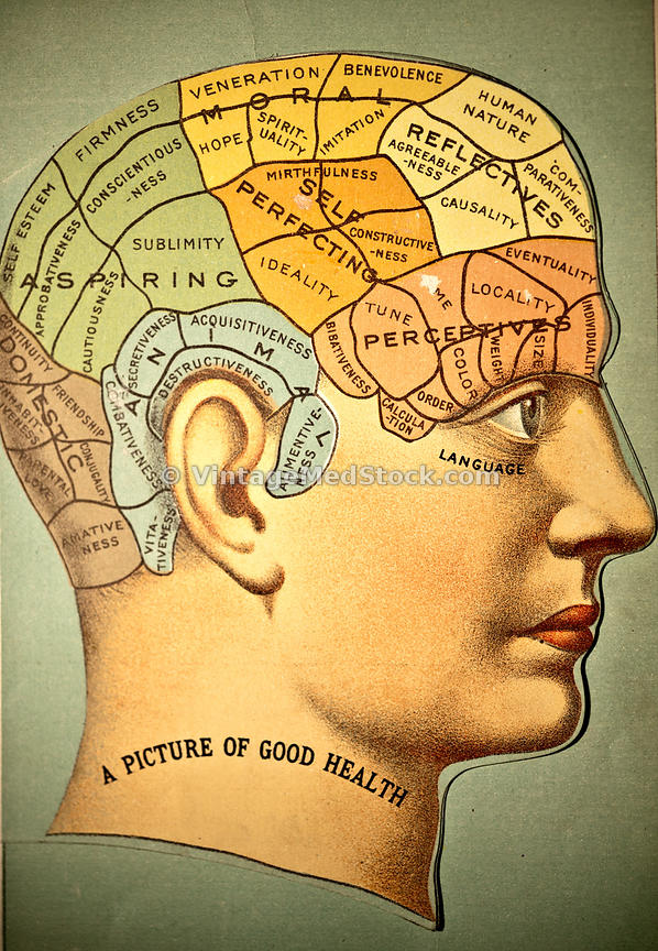 Phrenological head 
